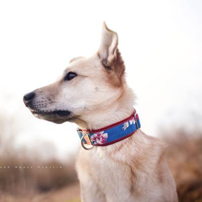 Hundehalsband oder Hundegeschirr AKUELA – Blumenmuster, Rot & Blau, florales Design, asiatisch inspiriert, romantisch