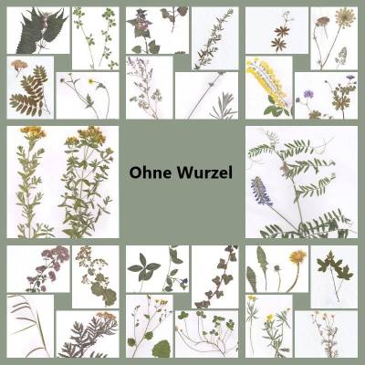 Echte Pflanzen für Herbarium OHNE WURZEL – Getrocknet & Gepresst – Ideal für Botanik-Beleg & PTA