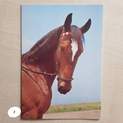 Vintage Herlitz Postkarte Pferd – Sammlerstück 80er Jahre, brauner Pferdekopf, sehr guter Zustand