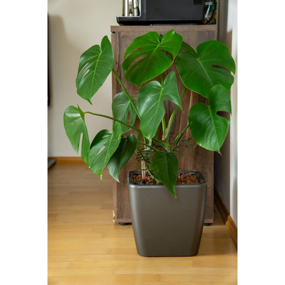 philodendron strawberry Philodendron Strawberry Shake Variegata