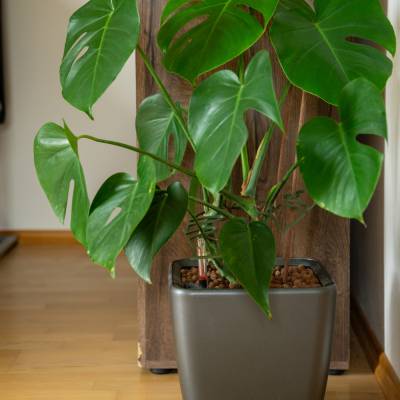 Monstera-Stabilisator