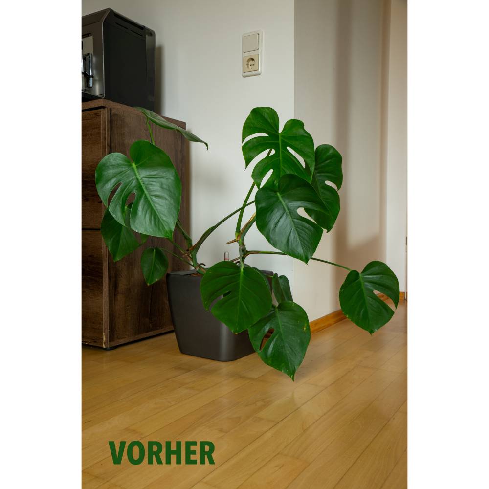 plant plant stand 7-Tier Plant Stand, 43.3