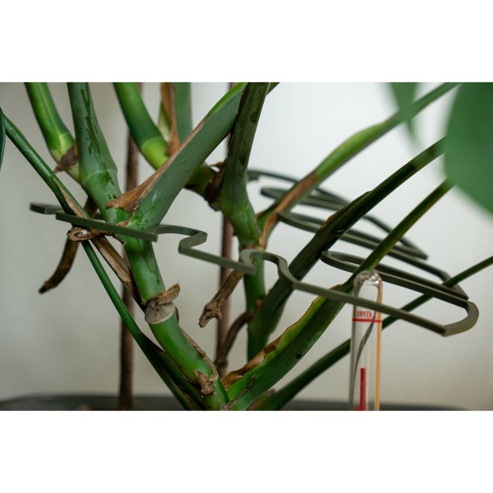 philodendron marble queen Epipremnum Marble Queen Pothos – Lichen or Knot Plant Company LLC main image 1