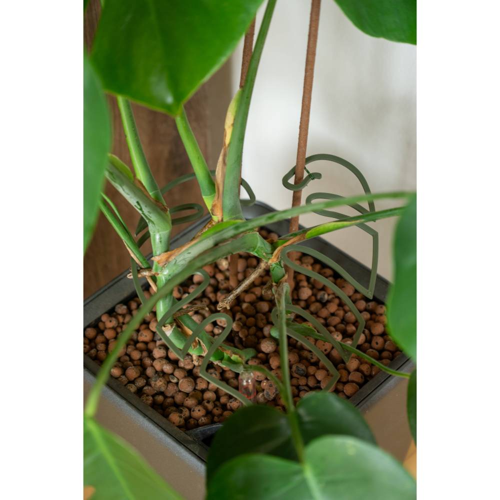 Monstera-Stabilisator