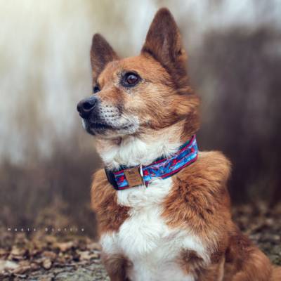 Hundehalsband oder Hundegeschirr RED MARBLE – Marmor Design Rot Blau, Kunstleder Petrol