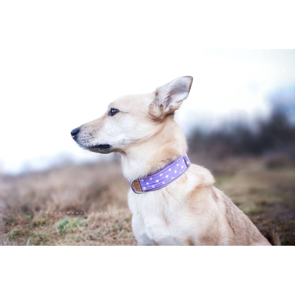mein halsband de Hundehalsband aus BioThane®| Minze-Flash – SammyLunaDesigns main image 0