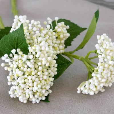 Hortensien Zweig Sommerblume