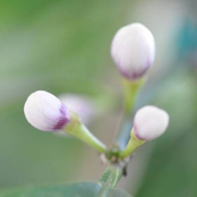 Blüte Knospe digital – Foto, Karte, Druck | Mit Spende für Tierschutz | 2144 x 1424 JPG
