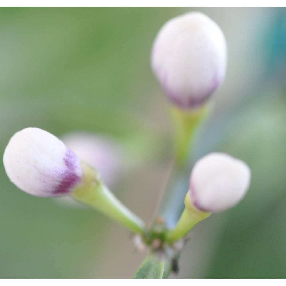 Blüte Knospe digital – Foto, Karte, Druck | Mit Spende für Tierschutz