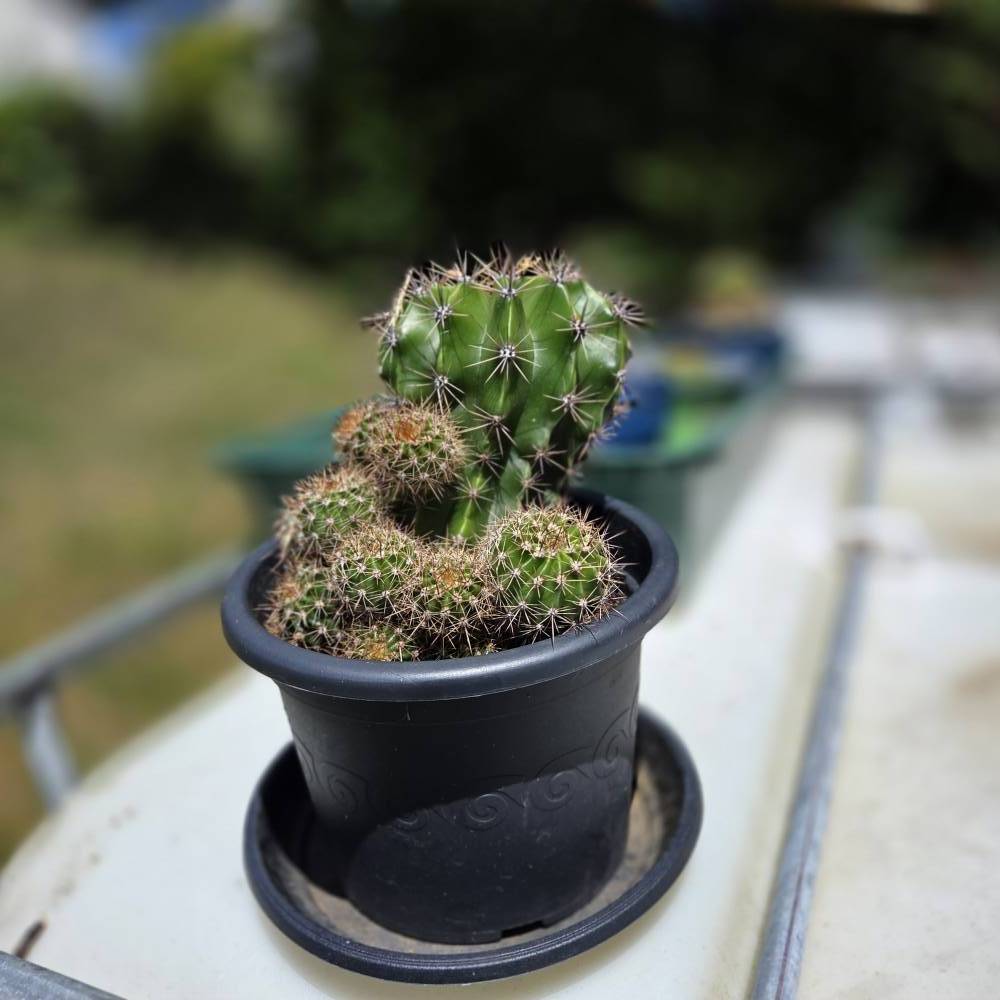 Echinopsis subdenudata  Osterlilien-Kaktus mit Kindeln & riesigen Blten  kaufen