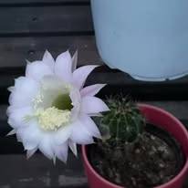 mammillaria sanchez Mammillaria sanchez-mejoradae San Rafael, NL main image 1