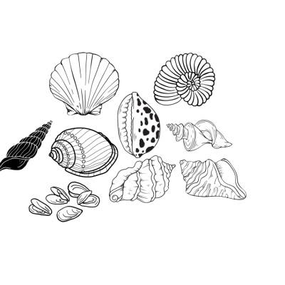Meeres Muscheln Sea shells Bundle PNG SVG Datei - Download Plotterdatei - svg png Datei - Plotter File - Plotter Cricut 