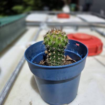 Osterlilienkaktus Semi Echinopsis Subdenudata Altezza- Jung-Pflanzen