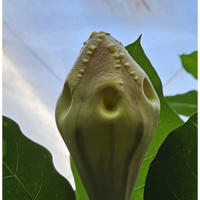 Blüte Tropical Islands digital kaufen – Foto, Karte, Druck, Spende für Tierschutz