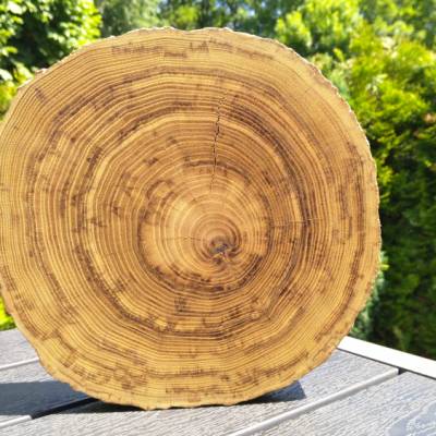 Baumscheibe, Holzscheibe, Holzart unbekannt, Holz, Bastelholz, Holzdeko, Dekoration,Holz