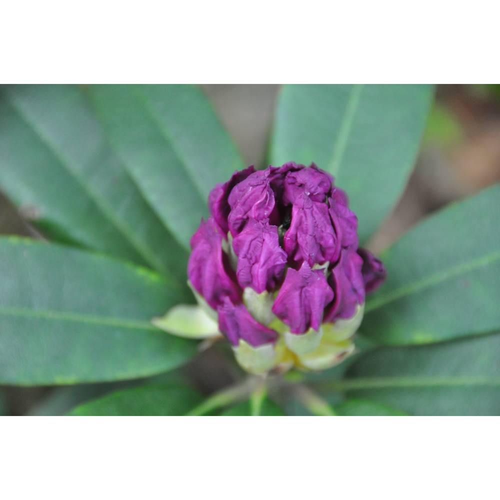 rhododendron im topf Rhododendron 'Wine & Roses' – immergrün, 13 cm Topf, 20 cm hoch main image 1