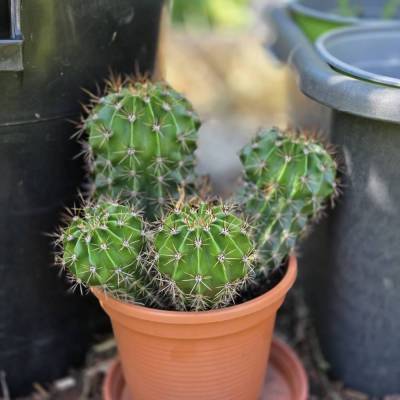 Osterlilienkaktus Semi Echinopsis Subdenudata Altezza