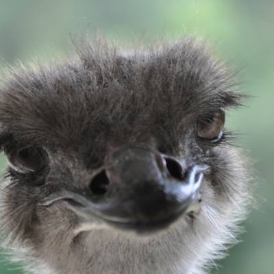 Emu digital kaufen – Foto, Karte, Druck (1,3 MB jpg 2144 x 1424) mit Spende für Tierschutz