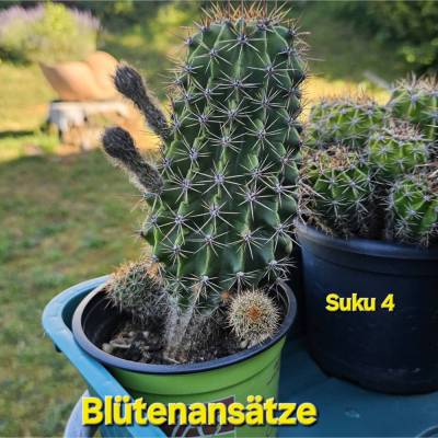Osterlilienkaktus Semi Echinopsis Subdenudata Altezza – Pflegeleichter Hingucker mit großen Blüten