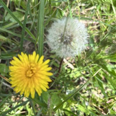 Löwenzahnsamen , Pusteblume (Taraxacum) 15 bis 20  Köpfe voll mit Schirmflieger Samen vom Löwenzahn - Wünscheerfüller