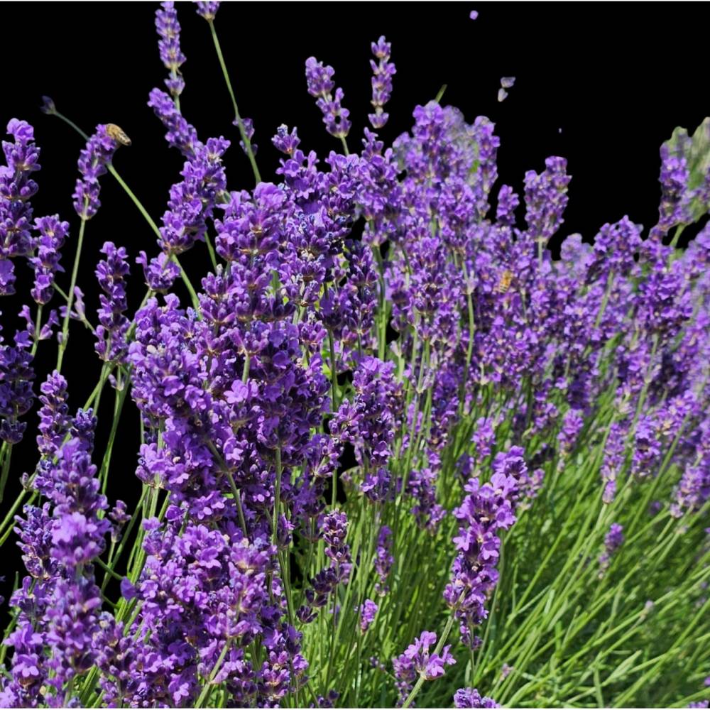 „Lavendelflüstern – Digitales Blütenbild mit Sommerduft“ Bild 1