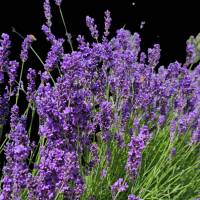 „Lavendelflüstern – Digitales Blütenbild mit Sommerduft“