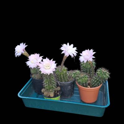 Osterlilien-Kaktusblüten – Digitales Fotokunstwerk als Download | Hochauflösende JPG-Datei für Deko &