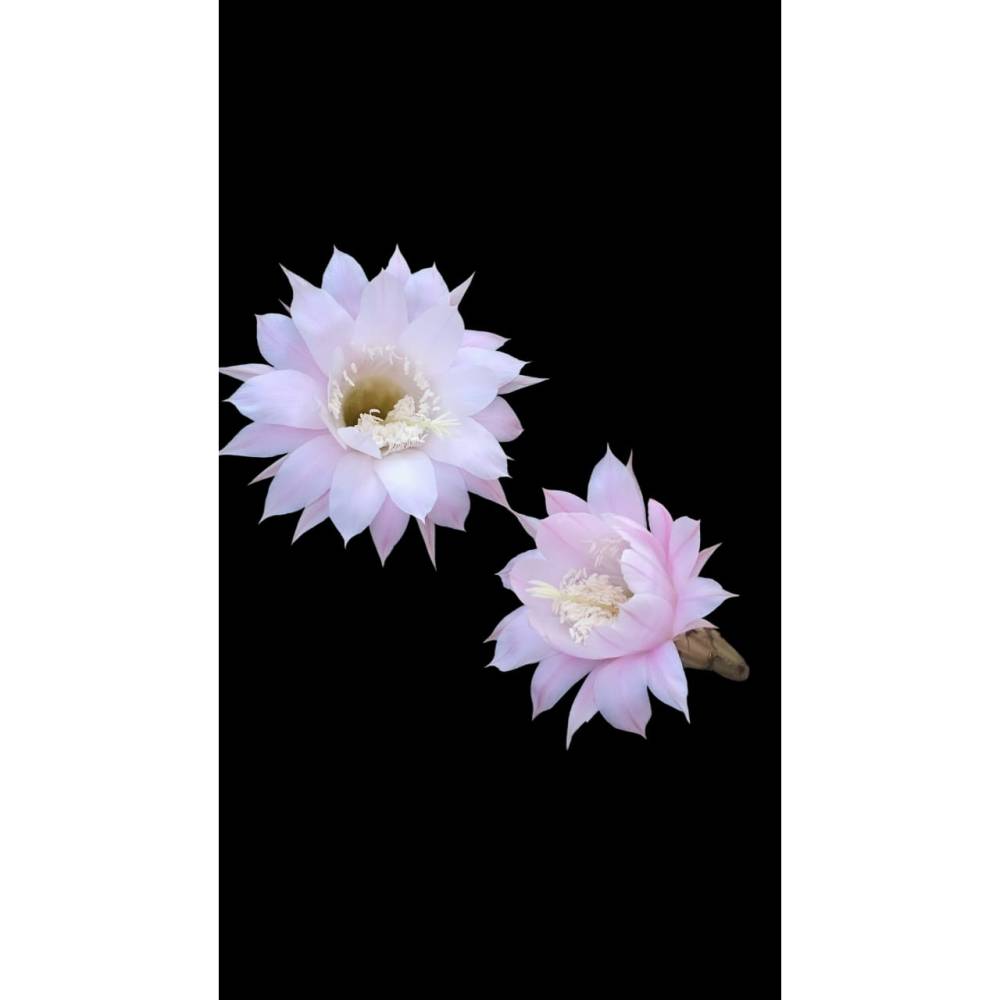Osterlilien-Kaktus – Digitale Fotodatei weißer Blüten | Sofortiger Download für Deko & Druck Bild 1