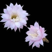 Osterlilien-Kaktus – Digitale Fotodatei weißer Blüten | Sofortiger Download für Deko & Druck