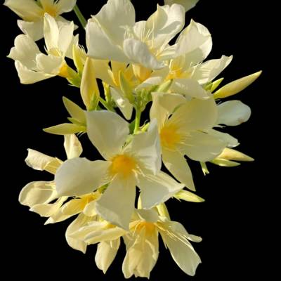 "Lilienflüstern – Eleganz in Blütenform“