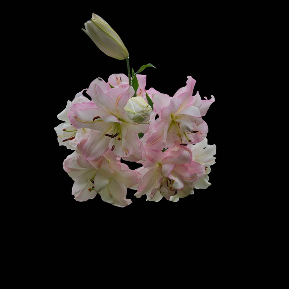 Lilienflüstern – Pinkes Lilienbouquet als hochauflösender Digital-Download Bild 1