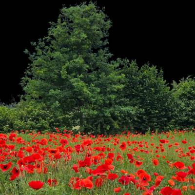 „Mohnblumenfeld – Digitale Naturfotografie mit Baum“