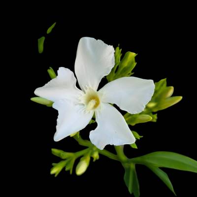 „Oleanderflüstern – Weiße Blüte als digitaler Fotodownload“