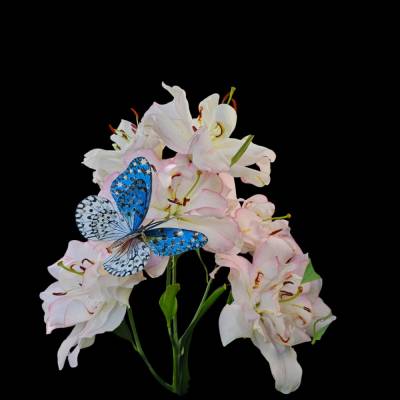 "Lilienflüstern – Eleganz in Blütenform“