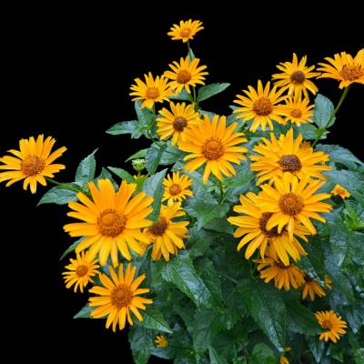 „Sonnenflüstern – Sonnenhut Digitale Blütenpracht zum Download“