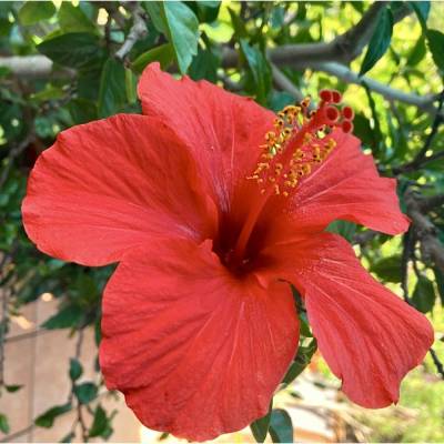 Hibiscus rosa-sinensis Roseneibisch Zimmerpflanze Rot