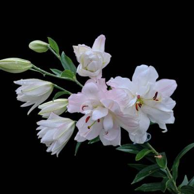 "Lilienflüstern – Eleganz in Blütenform“