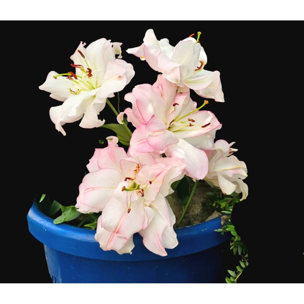 "Lilienflüstern – Eleganz in Blütenform“ Bild 1