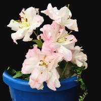 "Lilienflüstern – Eleganz in Blütenform“