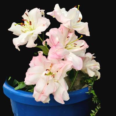 "Lilienflüstern – Eleganz in Blütenform“