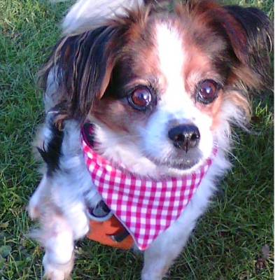 Hundehalstuch, rot, kariert, Halsbandbreite 2cm - 2,5cm, Geschenk, Hund, Hundebesitzer