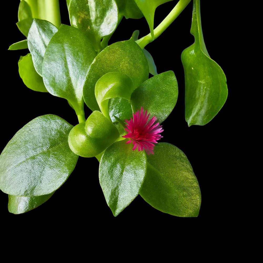 Porzellanblume  Digitale Fotodatei: Rankende Zimmerpflanze mit weinroten  Blten auf schwarzem Hintergrund