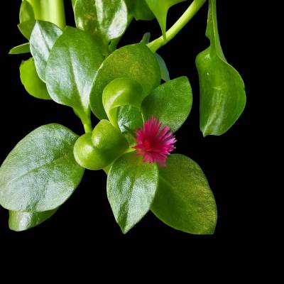 Porzellanblume – Digitale Fotodatei: Rankende Zimmerpflanze mit weinroten Blüten auf schwarzem Hintergrund