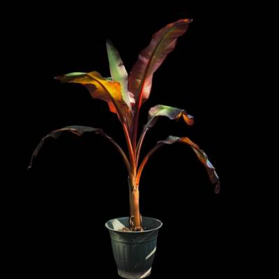 Musa maurelli Blattmotiv – Tropisches Fotokunstwerk als digitaler Download