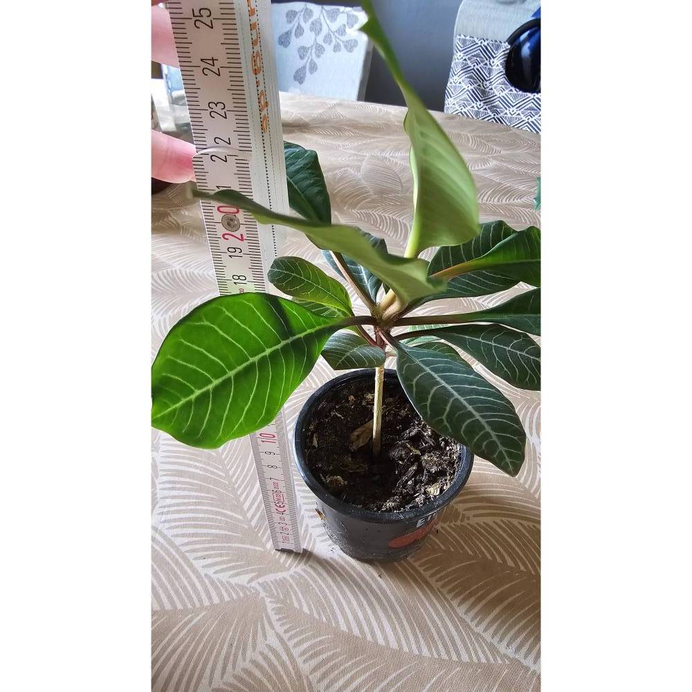 NUR ABHOLUNG: Madagaskar-Juwel (Spuckpalme, Euphorbia leuconeura)  selber  gezogen & abholbereit