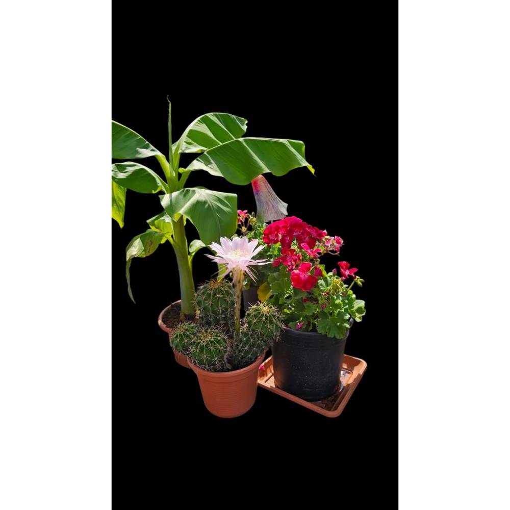 Blumenarrangement – Osterlilien-Kaktus, Banane und Geranie als digitaler Fotodownload Bild 1