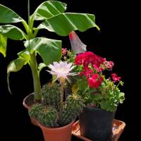 Blumenarrangement – Osterlilien-Kaktus, Banane und Geranie als digitaler Fotodownload