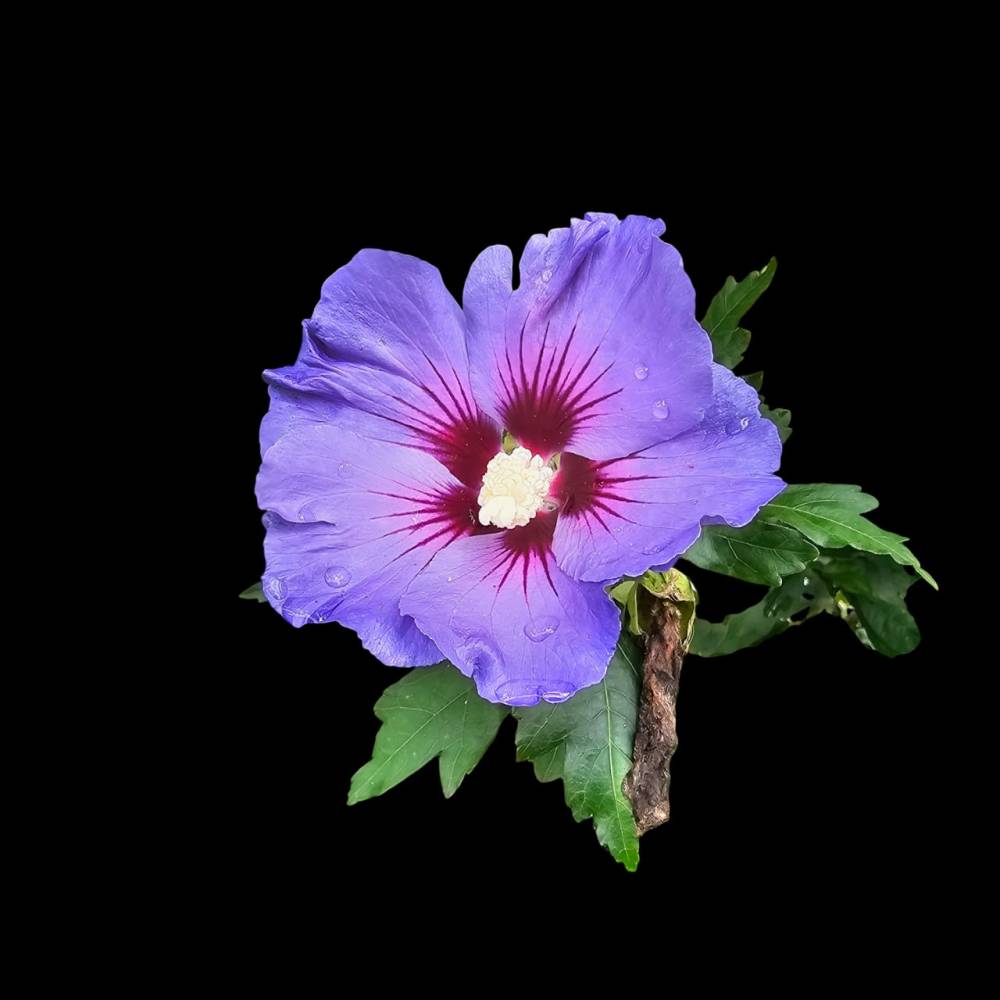 Gartenhibiskus Blüte Blau – Digitale Fotodatei für Druck & Deko Bild 1