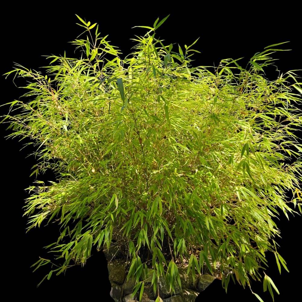 Bambus - Staude, als digitaler Fotodownload“ Bild 1