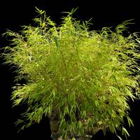 Bambus - Staude, als digitaler Fotodownload“